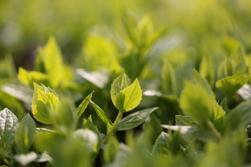 Young green leaves