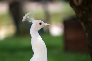 Head of White Peacock