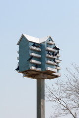 Birdhouse with Birds