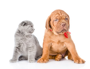 Bordeaux puppy and gray cat sitting together. isolated on white