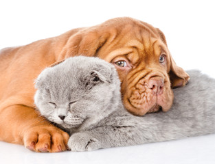 Sad Bordeaux puppy hugs sleeping cat. isolated on white background