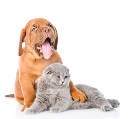 Obraz premium Bordeaux puppy hugs cat. isolated on white background