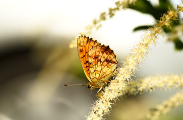 Dark Green Fritillary butterfly