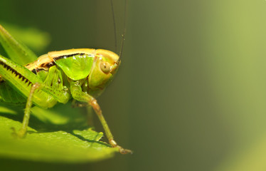The green grasshopper sits on a grass. The little . insect eats . in garden.