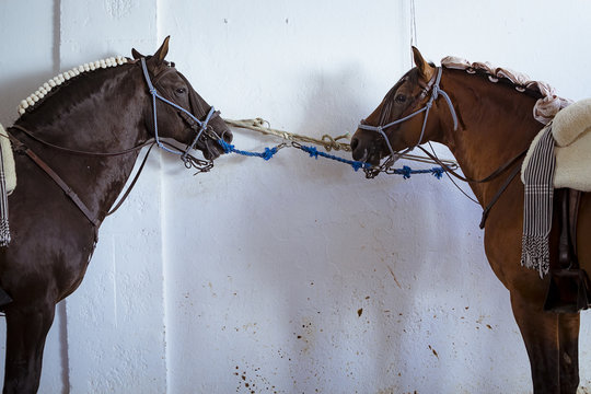 Caballos en la cuadra. Caballos de rejoneo. Primer plano de caballos.