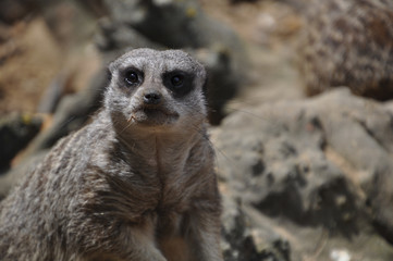 Fototapeta premium animal meerkat looks at the camera