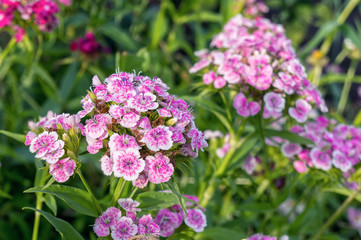 Obraz premium Sweet-william flowers clove