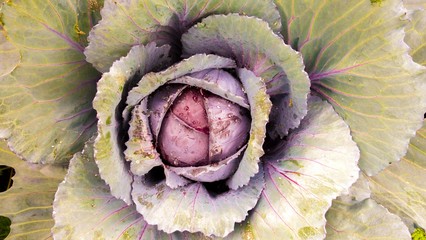 Obraz premium close up fresh lettuce leaves, lettuce leaves texture, lettuce leaves background, green lettuce leaves abstract background