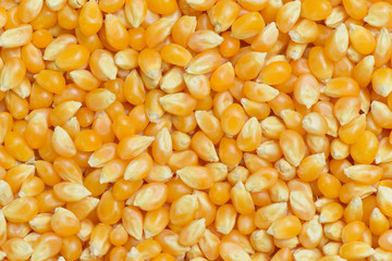 Popcorn seed  background, Deatial popcorn seed and textured, Raw Maize background