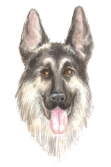 German shepherd. Image of a big thoroughbred dog. Watercolor painting.