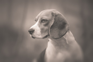 Monochrome portrait of beautiful Beagle dog