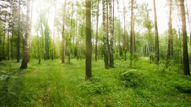 Video 1080p - Hiking at a quick pace through a breezy stand of pine and birch trees, terminating in an apparent collision with a tree trunk. Rays of sunlight beam down at a low angle.