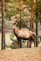 Red deer stag in autumn fall forest