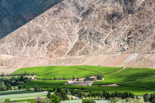 Vineyards of Elqui Valley, Andes part of Atacama Desert