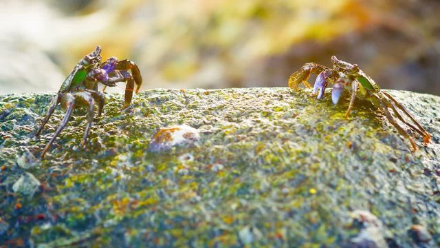 FullHD video - Group of small, wild crabs, resting on a surf-splashed rock and grazing and scavenging on bits left by the earlier high tide.