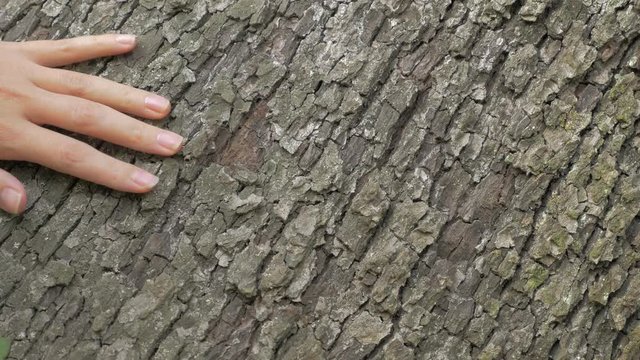 Tree bark outdoor natural 4K 2160p UHD footage - Touching tree bark with hand outdoor 4K 3840X2160 UHD video 