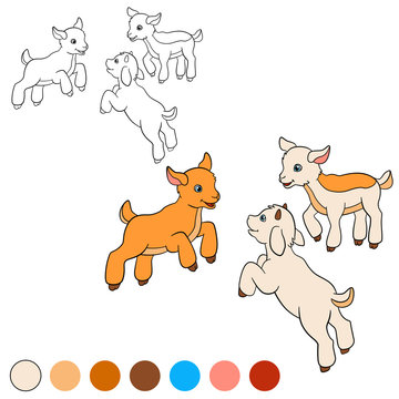 Coloring page. Color me: goat. Three little cute baby goats.