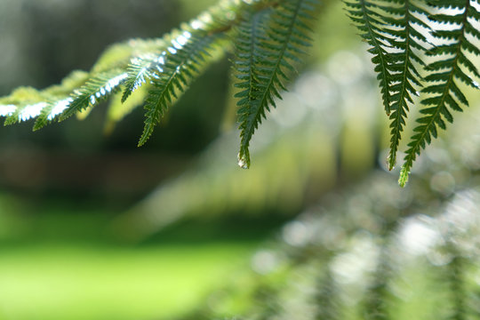 Fern fronds with rain water droplet at the end after a storm. Extremely shallow depth of field with the focus on the water droplet.