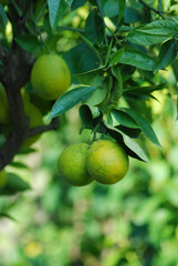 LIME TREE UP CLOSE WITH FRESH LIMES