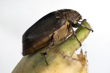 Brown beetle eat banana