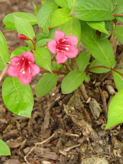 Weigela / タニウツギ属