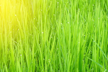 Fototapeta na wymiar green rice field with sunlight in the morning background
