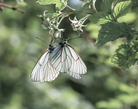 two white butterflies on the small white flower of raspberry, Ap