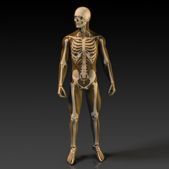 Research and Development on Body Science