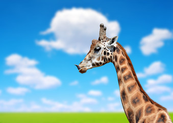 Portrait of a giraffe in the background blue sky