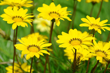 Yellow flowers of Gazania splendens genus asteraceae close up.