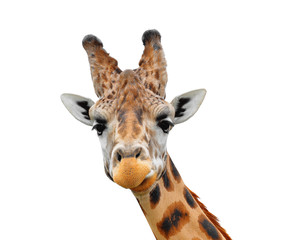Obraz premium Portrait of a giraffe isolated on white background