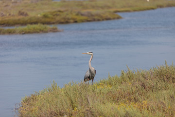 Great blue heron bird, Ardea herodias, in the wild, foraging in a lake in Huntington Beach,...