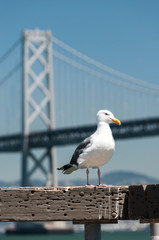 seagull at port of San Francisco, California, USA