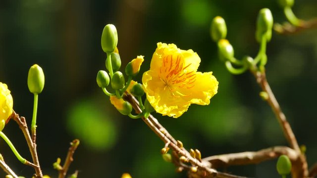 Hoa Mai tree (Ochna Integerrima) flower, traditional lunar new year in Vietnam