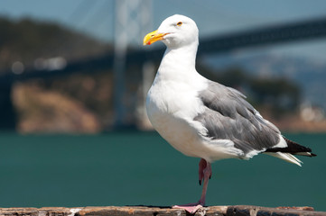 seagull at port of San Francisco, California, USA