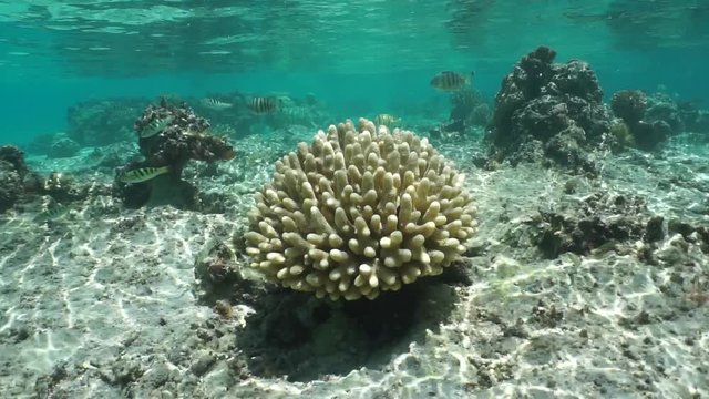 Acropora coral in shallow water, lagoon of Huahine, Pacific ocean, French Polynesia
