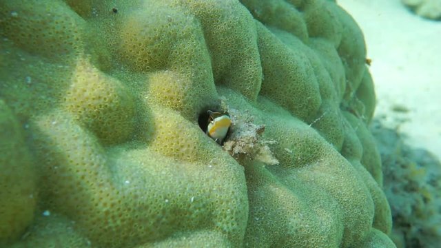 Small fish piano fangblenny, Plagiotremus tapeinosoma, hidden in a hole of lobe coral, Porites lobata, lagoon of Moorea, Pacific ocean, French Polynesia
