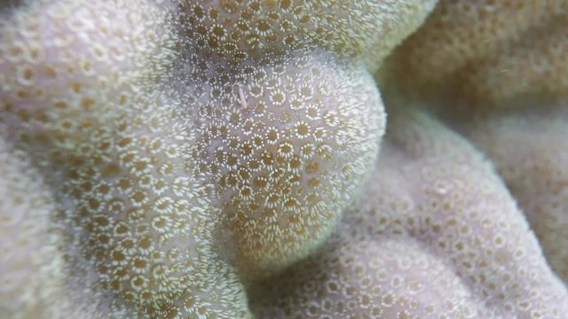 Underwater marine life, close up of massive lobe coral, Porites lobata, Huahine, Pacific ocean, French Polynesia

