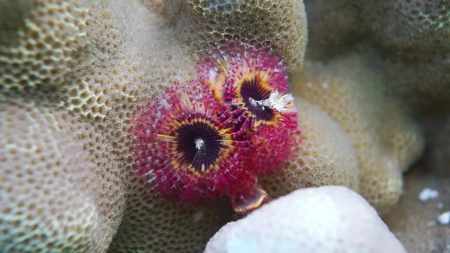 Marine worm, Spirobranchus giganteus, commonly known as christmas tree worm, lagoon of Moorea, Pacific ocean, French Polynesia
