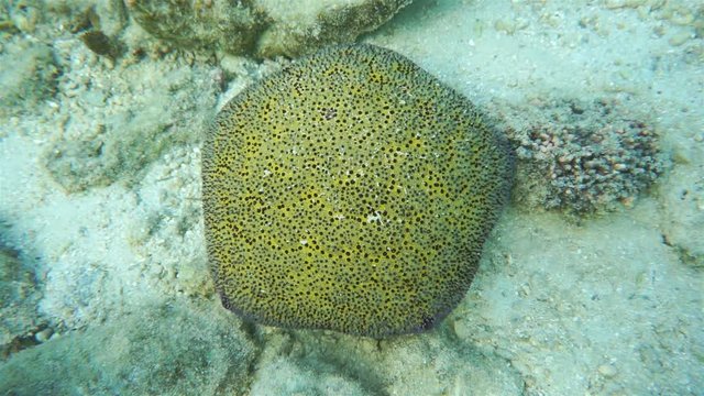 Starfish cushion star, Culcita novaeguineae, underwater on the ocean floor, Huahine, Pacific ocean, French Polynesia
