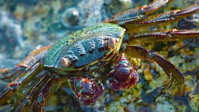 4k video - Extreme closeup video clip of a small, colorful crab, clinging to a rock and scavenging his dinner from a rock along the waterline at low tide.