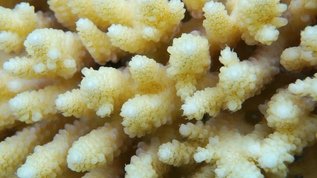 Table coral Acropora hyacinthus close-up, underwater in the lagoon of Moorea, Pacific ocean, French Polynesia
