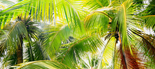 Fototapeta na wymiar Palm tree branch against the light on the tropical beach