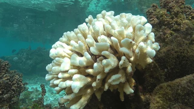 Coral bleaching, Pocillopora coral bleached due to El Nino, Pacific ocean, shallow water of Huahine island lagoon, French Polynesia
