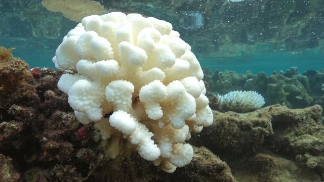 Coral bleaching due to El Nino in the Pacific ocean, underwater in the lagoon of Huahine island, French Polynesia
