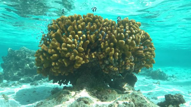 Pocillopora cauliflower coral with tropical fish blue-green chromis hiding between branches, shallow water of Bora Bora lagoon, Pacific ocean, French Polynesia
