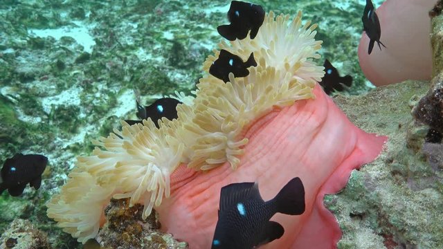Close up of a Magnificent sea anemone, Heteractis magnifica, with tropical fish threespot dascyllus damselfish, underwater scene, Tahiti island, Pacific ocean, French Polynesia
