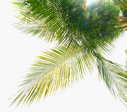 Palm tree branch against the light on the tropical beach