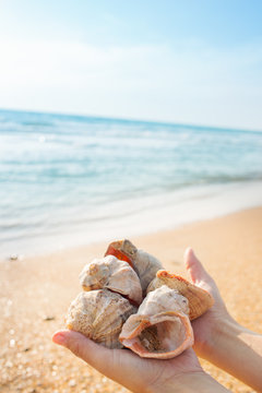 sea shells in hands