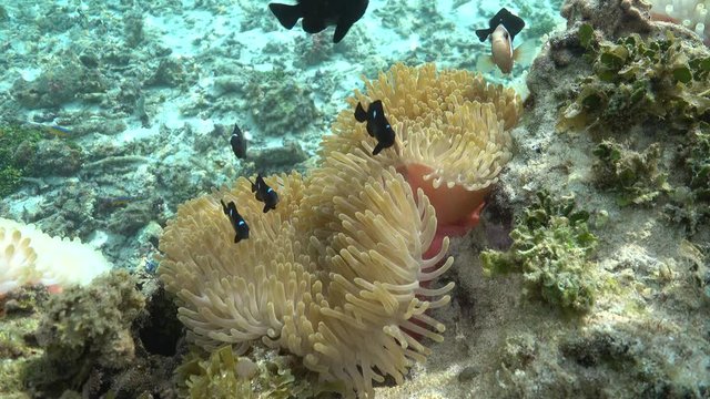 Sea anemones tentacles with tropical fish threespot dascyllus damselfish, underwater scene, Tahiti island, Pacific ocean, French Polynesia

